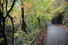 花貫渓谷・紅葉①