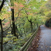 花貫渓谷・紅葉①