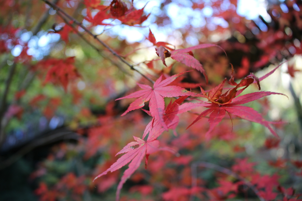 花貫渓谷・紅葉③