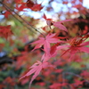 花貫渓谷・紅葉③