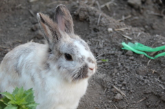 キリッと、うさぎ