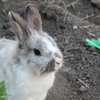 キリッと、うさぎ