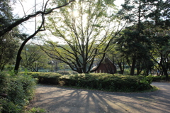 木漏れ日の秋