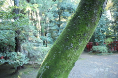 雨上がりのGreen mos