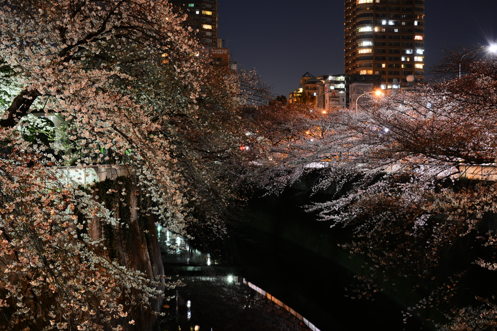 夜桜