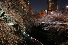 夜桜