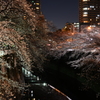 夜桜