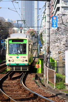 都電桜
