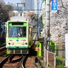 都電桜