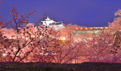 夜城桜