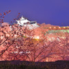 夜城桜