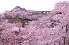 城桜