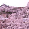 城桜