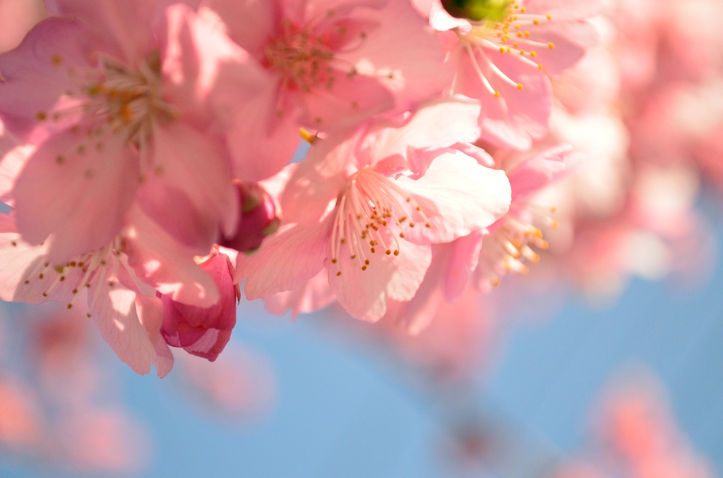 河津桜　桜乙女