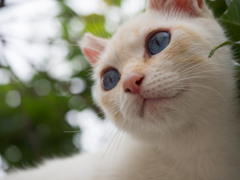 猫島の野良猫