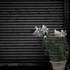 Lily / 静寂