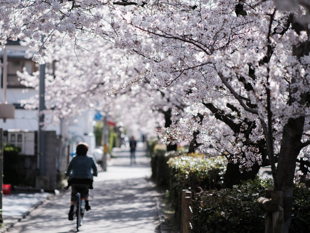 桜ride