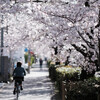 桜ride