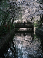紫水