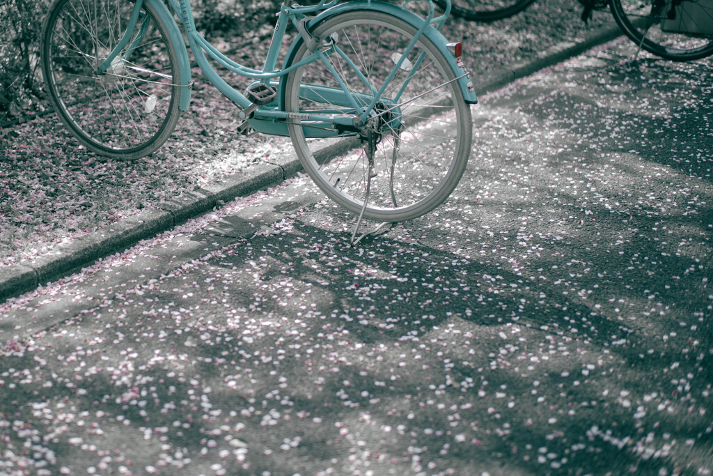 白群bicycle