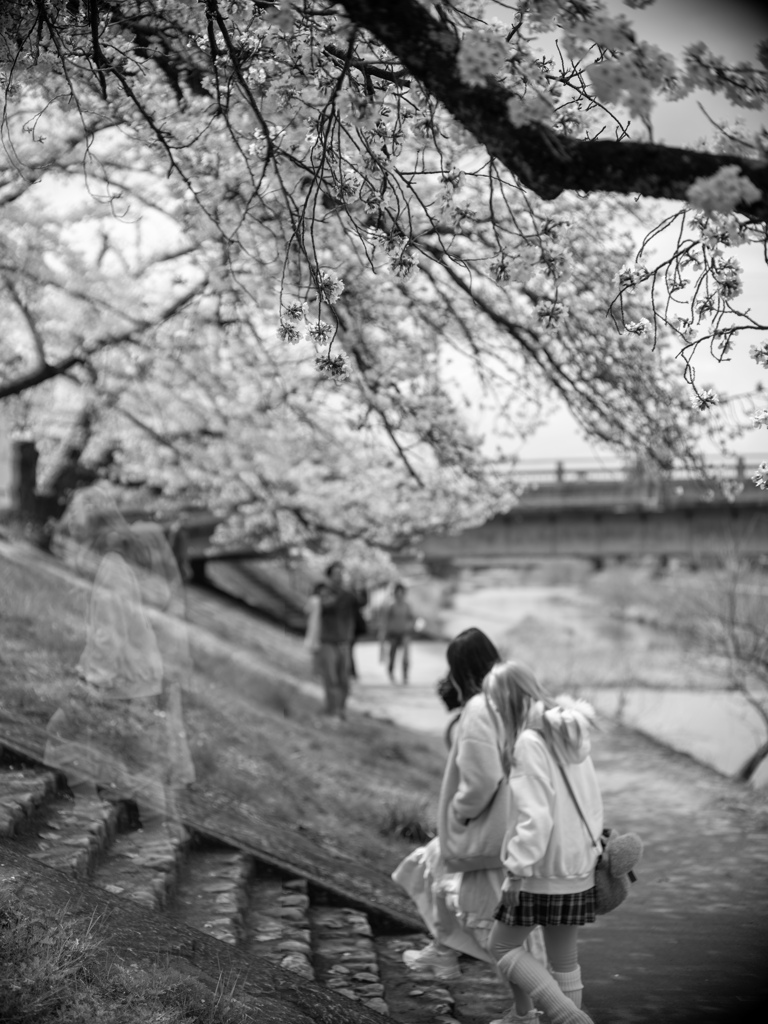 桜ゆく