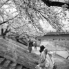 桜ゆく