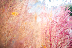 autumn colored