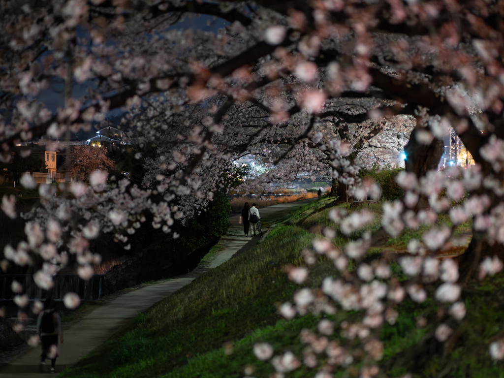 桜way