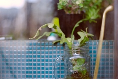 glass plants