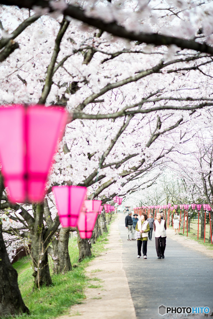 桜道