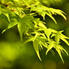 新緑の紅葉