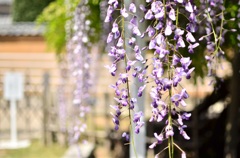 藤の花