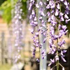 藤の花