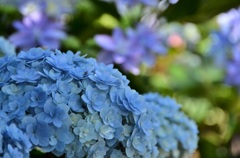 夏を待つ紫陽花