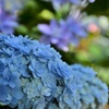 夏を待つ紫陽花