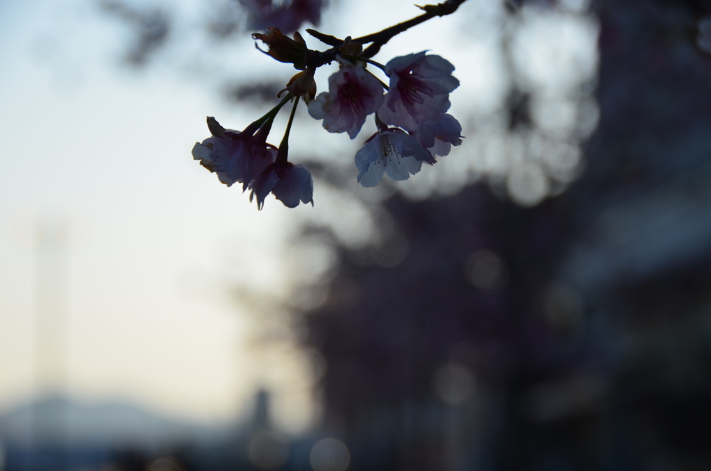桜