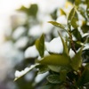 50mm f1.4