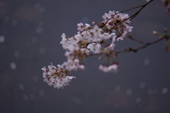 花びらが川面を流れていく