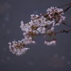 花びらが川面を流れていく