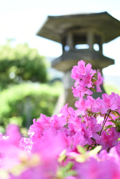 亀戸天神社にて