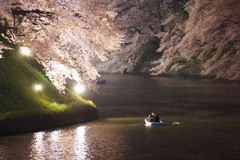 千鳥ヶ淵で愛を囁く！