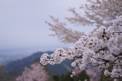 景信山の桜景