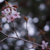 木漏れ日の中で