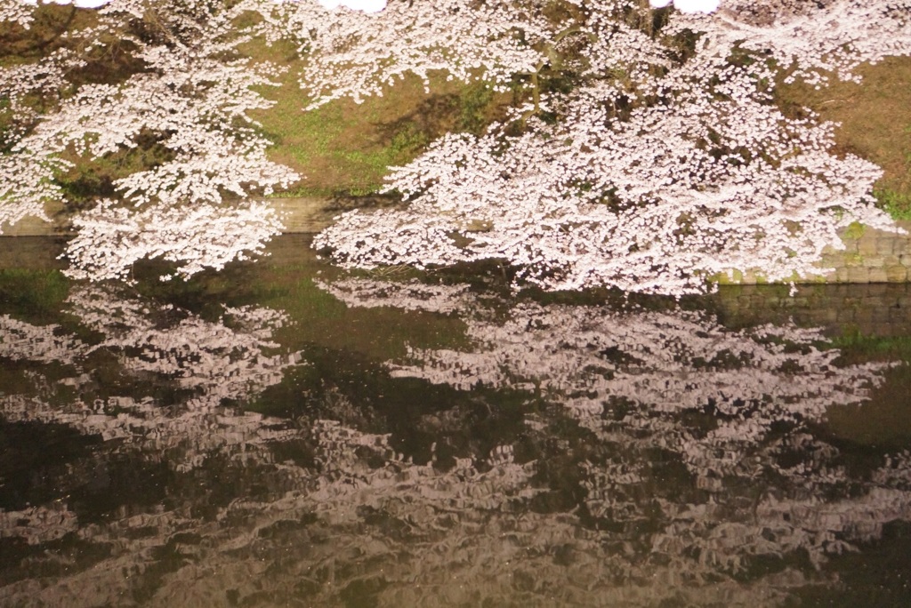 お堀にも桜！