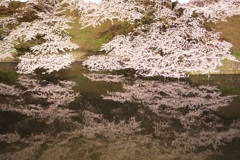 お堀にも桜！