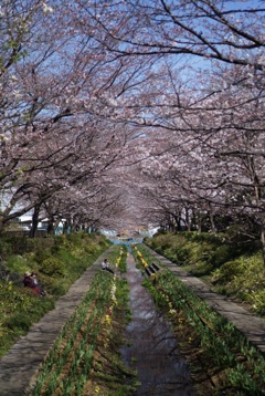 お花見