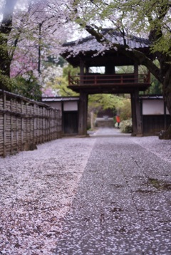 桜の参道