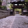 桜の参道