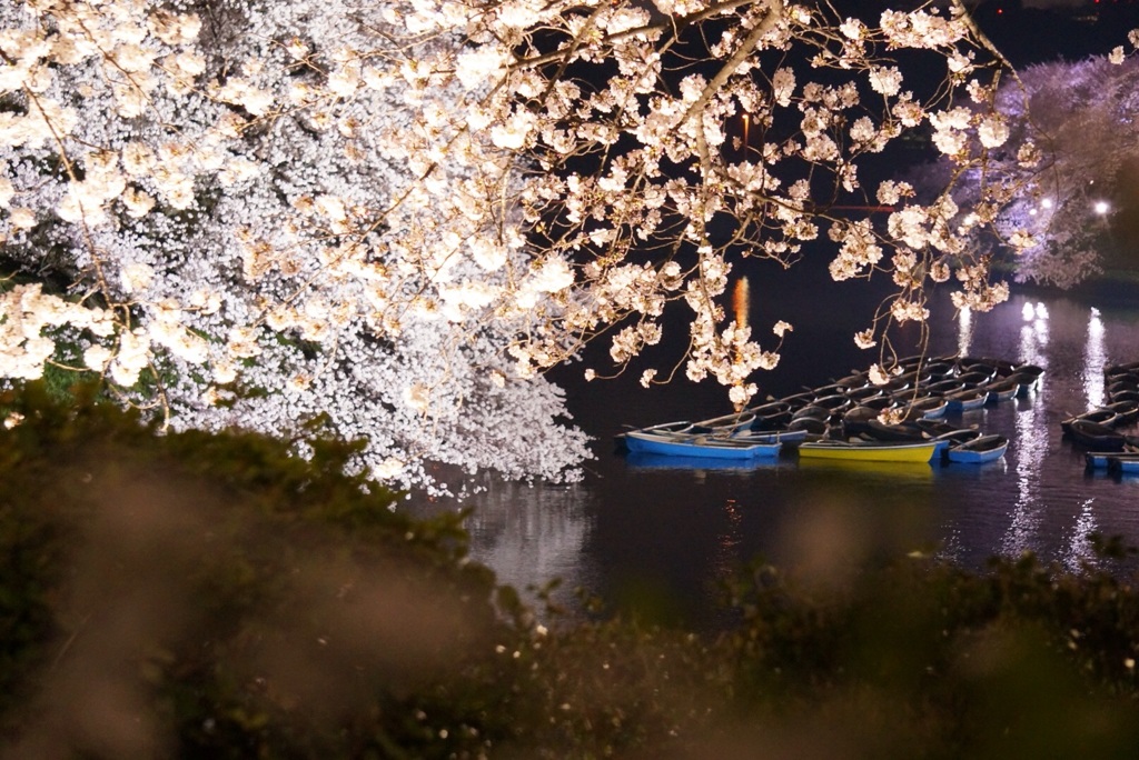 ボートも一仕事終えて、お花見中！
