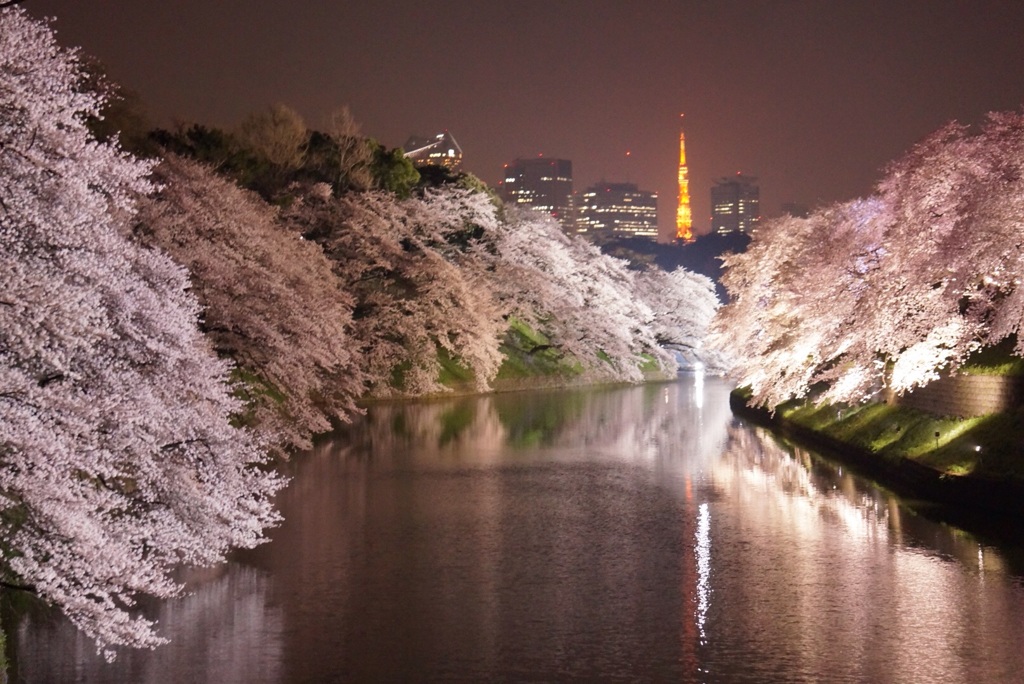 千鳥ヶ淵より東京タワーを望む！